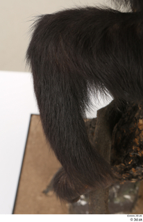 Chimpanzee Bonobo leg 0016.jpg